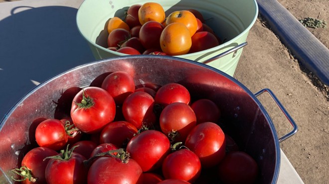 Local U-Pick Farm Experiences Monster Tomato Crop