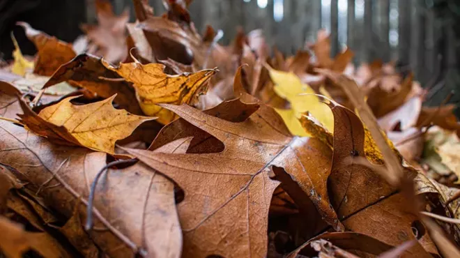 Put the Leaves to Work in Your Yard