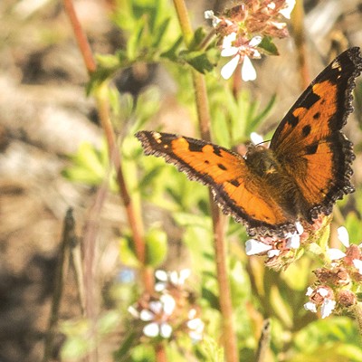Butterflies of Central Oregon and Their Host Plants