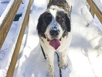 One Person, One Dog, One Backyard Iditarod