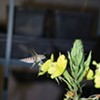 A white-lined sphinx moth pollinates an evening primrose at night.