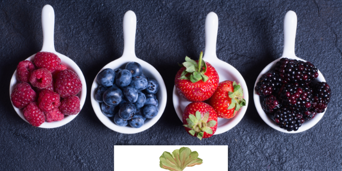 Know Celebrate - Merry Berry Celebration: Cooking with Berries throughout the Holiday Season - Vimarsana News