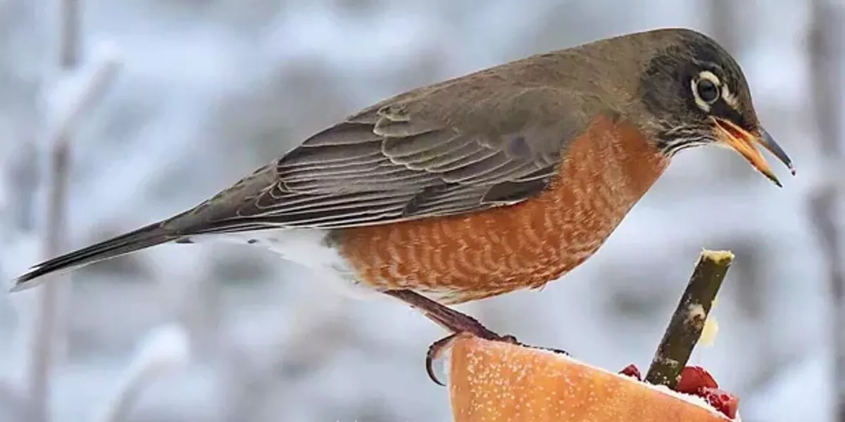 Feeding Our Feathered Friends - Vimarsana News