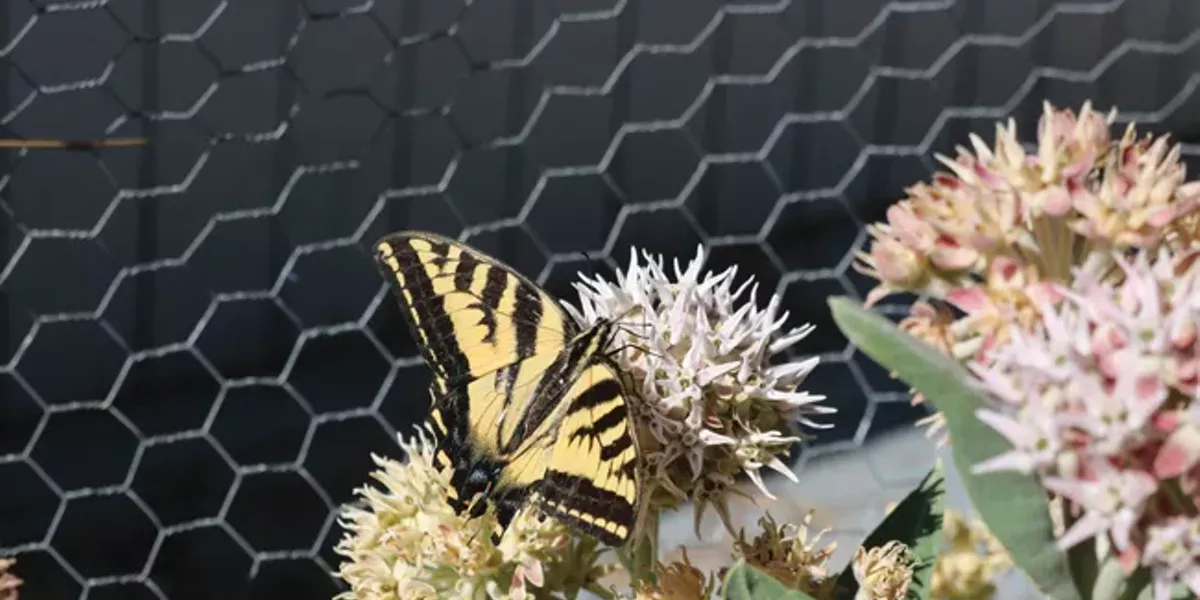 Celebrate National Native Plant Month - Vimarsana News