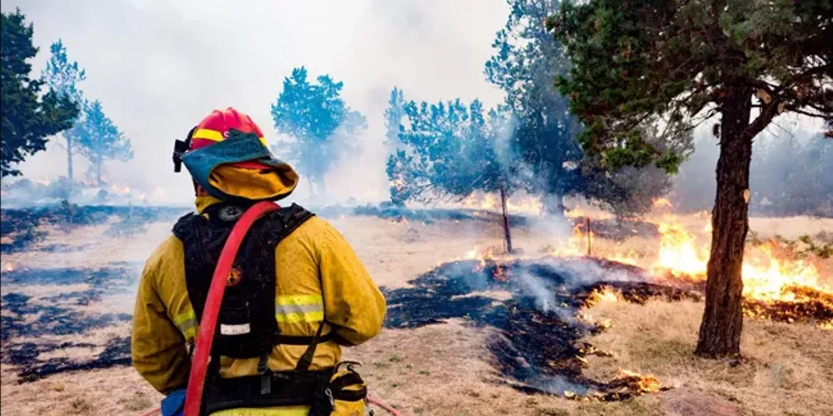 Fires in the Forest - Vimarsana News