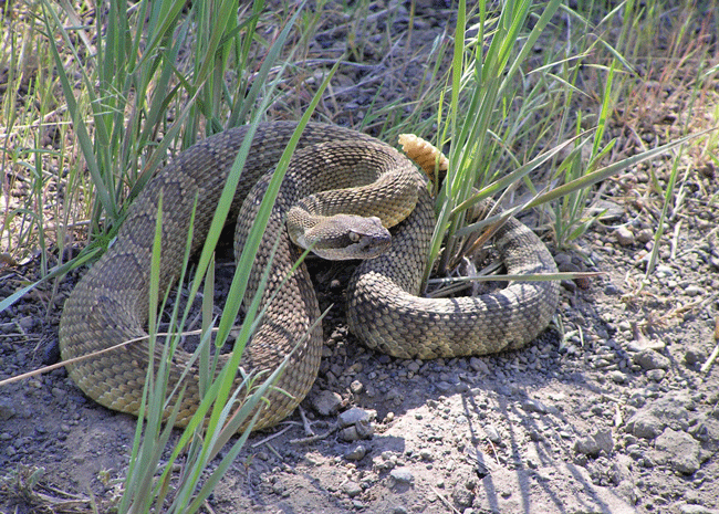 Rattlesnakes: What's All the Buzz About? - Vimarsana News