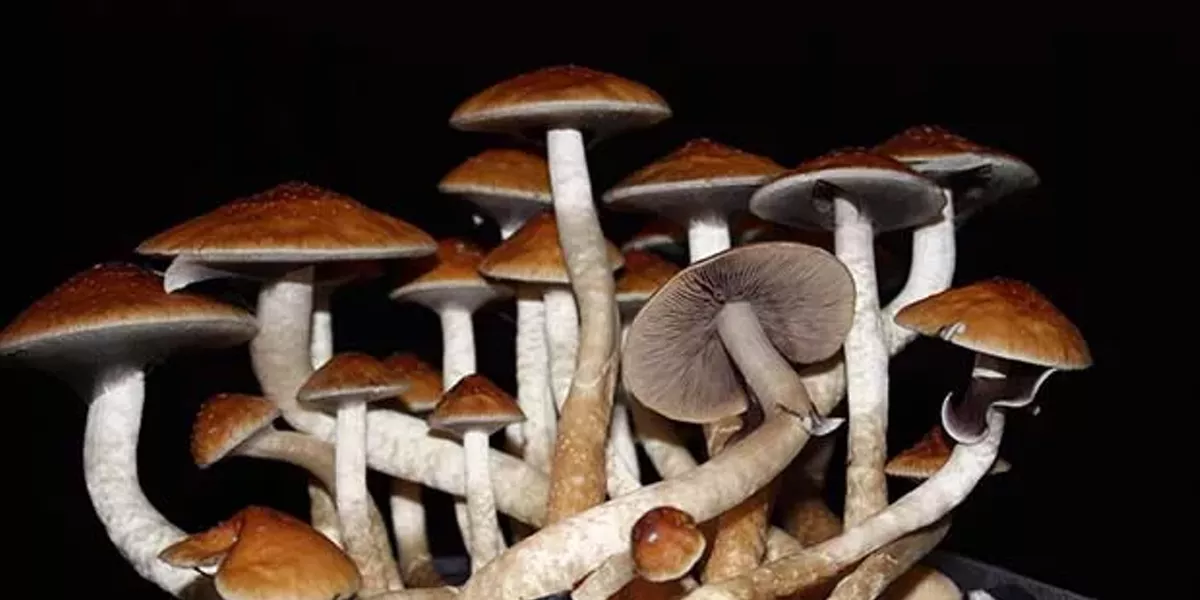 Tripping Over the DetailsThe Proto-Psilocybin Industry - Vimarsana News