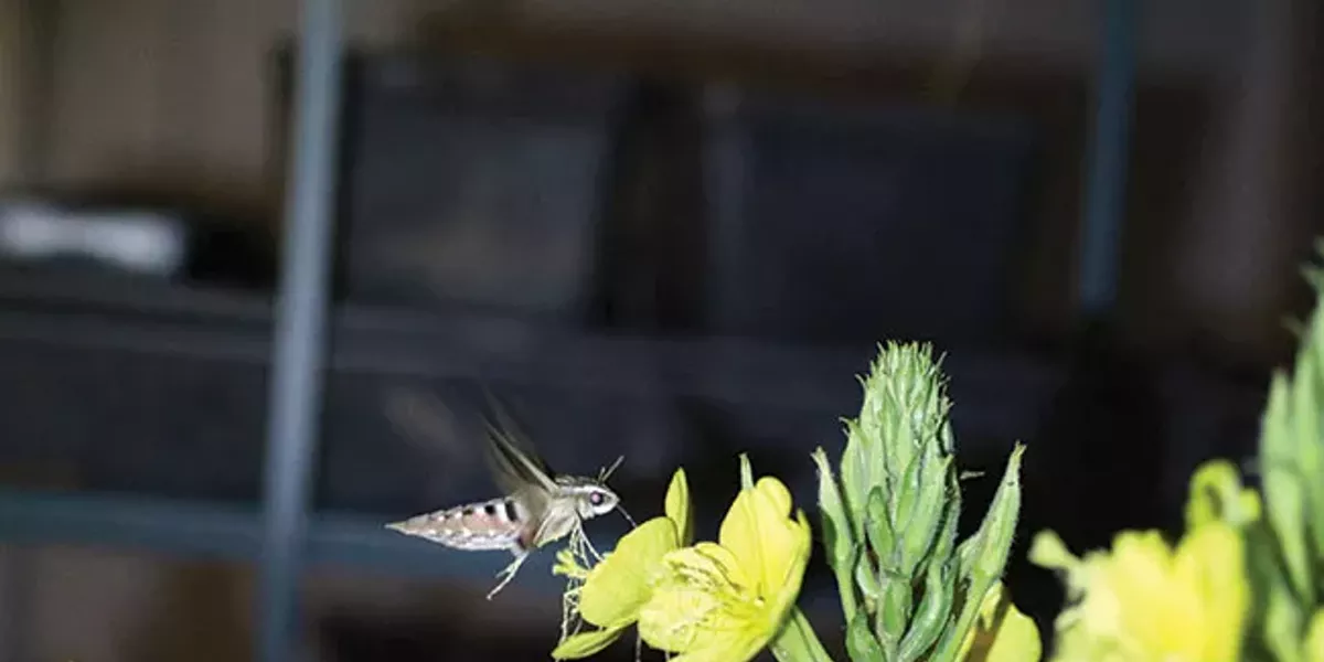 Mariposa Nocturna in Your Backyard - Vimarsana News