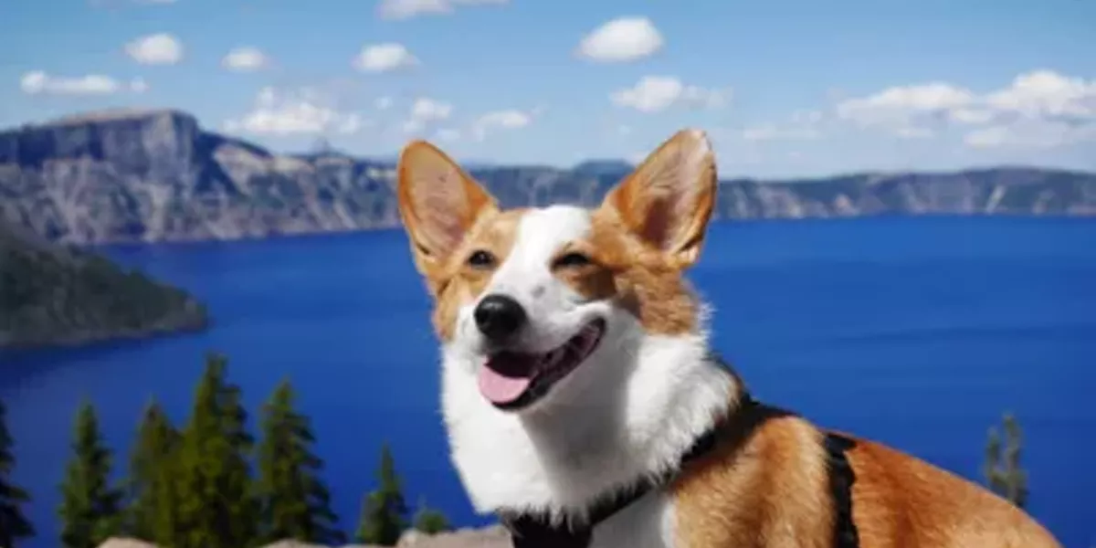 Fur on Fir: A Celebration of Animals - Vimarsana News
