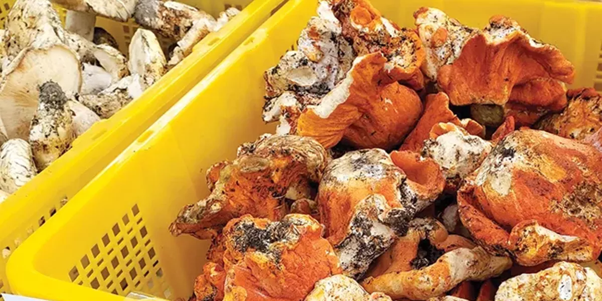 Fungi Festival Celebrates the Culinary Wealth of the Oregon Forests - Vimarsana News