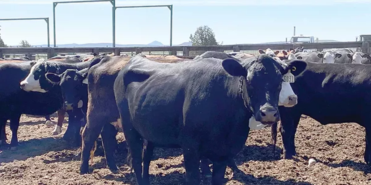 Virtual Fencing: A Paradigm Shift to Livestock Management - Vimarsana News