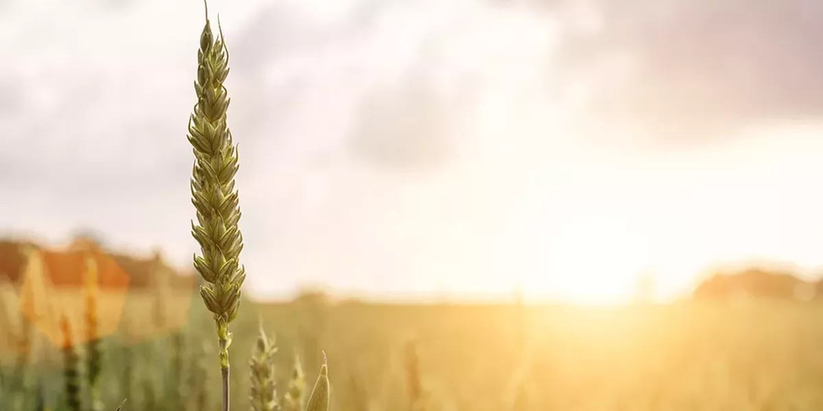 Let's Talk About Dirt: Know Before You Buy - Vimarsana News