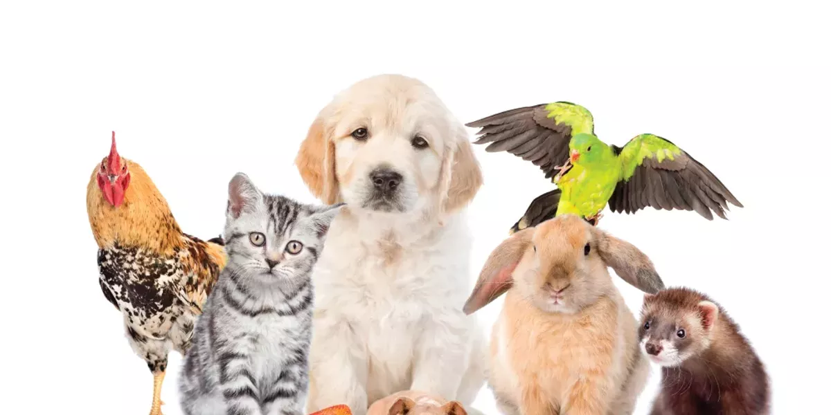 Pet Photo Contest - Vimarsana News