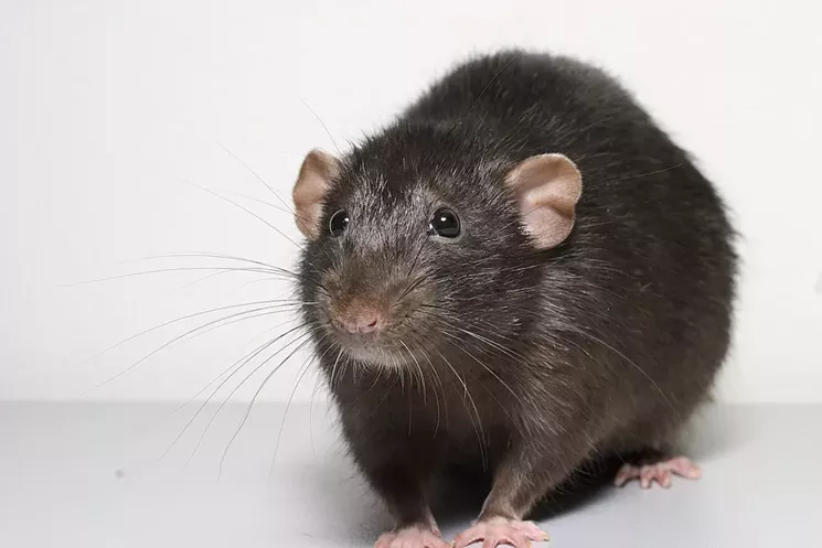 A real rat. A real cute rat. A real, cute rat! - PHOTO BY ALEXEY KRASAVIN VIA FLICKR