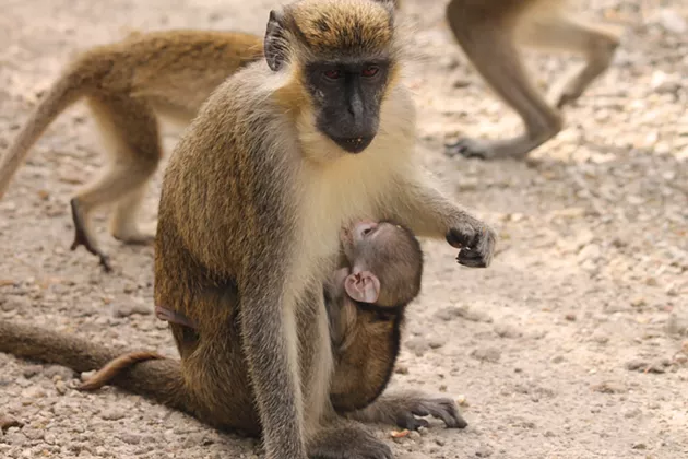 Researchers confirmed the origin of a pack of African green monkeys living near the Fort Lauderdale-Hollywood International Airport in Dania Beach. - PHOTO COURTESY OF MISSY WILLIAMS