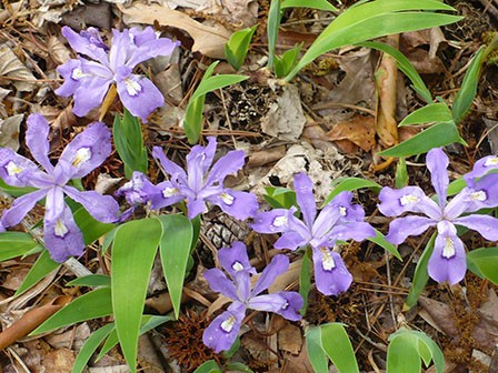 d11b9350_spring_iris-cristata-dwaf-crested-iris.jpg