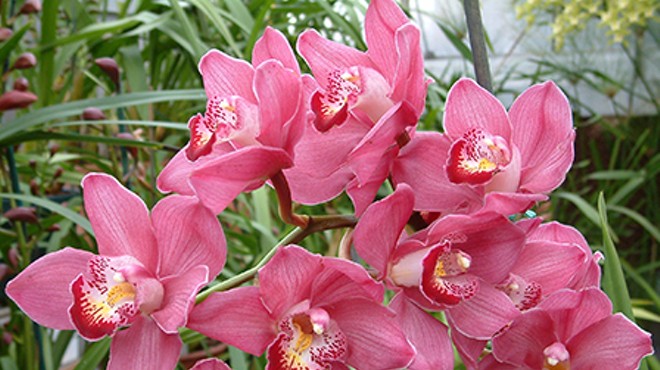 Valentine’s Orchid Sale