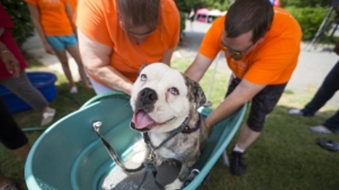 Annual Charity Dog Wash
