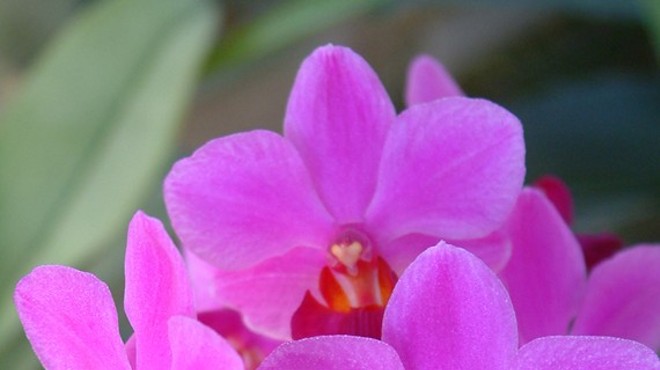 Valentine's Orchid Sale