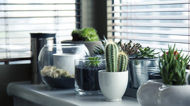 Cacti and Succulents as Living Decor