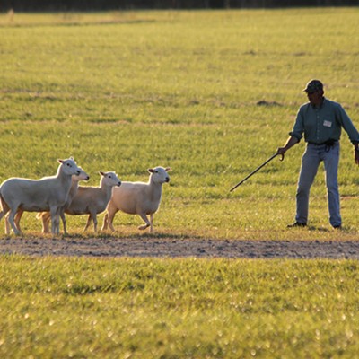 Rural Hill Sheepdog Trials