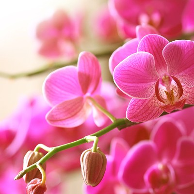 Love is in the air: Orchids classes at Pike Nurseries