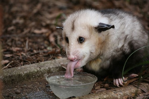 "Button the opossum enjoys ‘delicious’ crystal water" by Bill Barnes