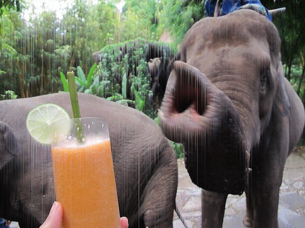 Drinking_Juice_with_the_Elephants.JPG