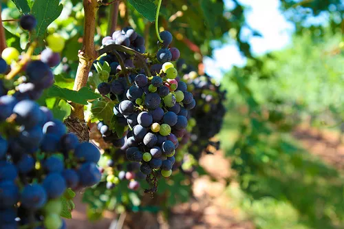 Grapes at NCs Shelton Vineyards.