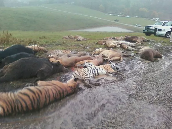 Killed animals awaiting burial yesterday in Ohio