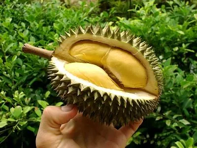 Durian-Fruit-Yellow-Pulps.jpg