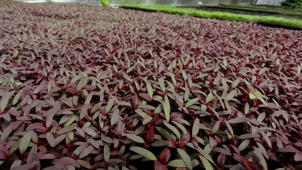 Micro-amaranth