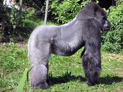 MIGHTY JOE DUMB: The GOP in S.C. apologized about Rusty DePass recently comparing Michelle Obama to a gorilla, but damn that was ignorant.