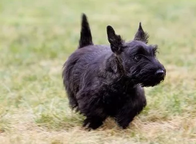 Miss Beazley, the Bushs Scottish Terrier.