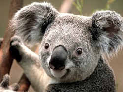koala_jpg-magnum.jpg
