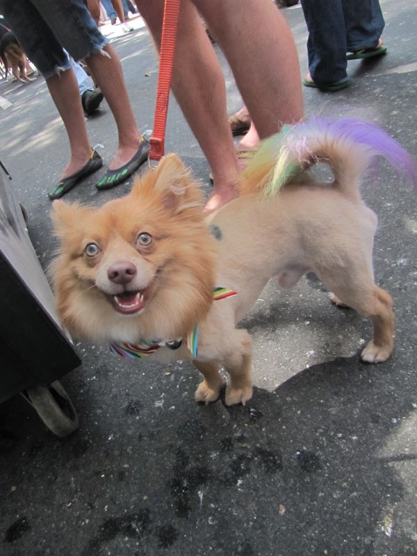 Even the animals came out and showed their pride.  Dogs everywhere sported rainbow-colored scarfs and some, like this one, went all out for the occasion.
