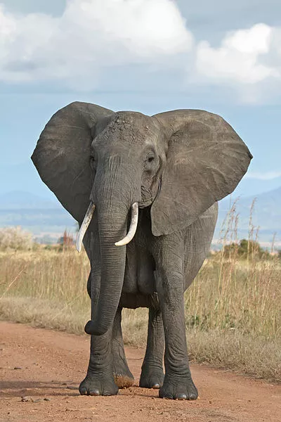 The elephant in the classroom.