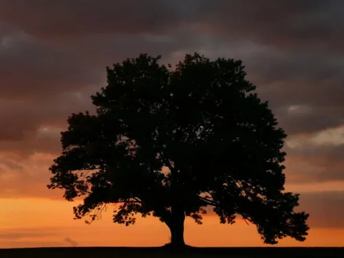 Trees. Good.