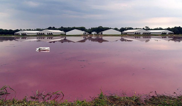 A hog waste county in Beaufort County. (Photo courtesy of Defmo/Creative Commons)