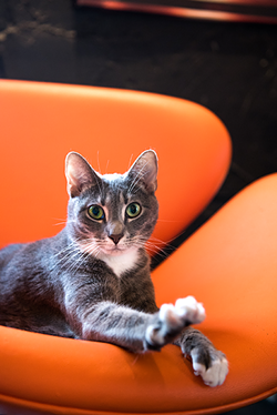 Gretchen the cat at Mac Tabby Cat Cafe. (Photo by Lori Konawalik)