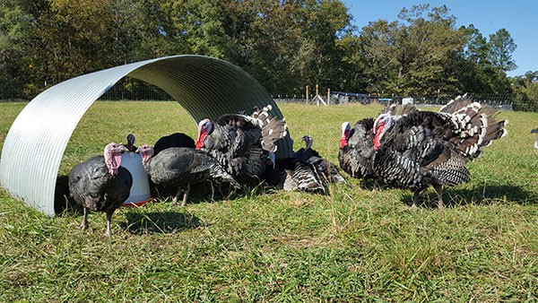 Bronze turkeys from Middle Ground Farm in Monroe.