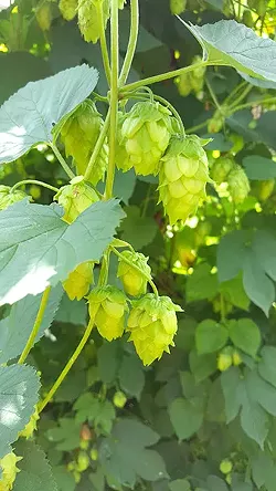 Cascade hop buds. (Photo by Alison Leininger)