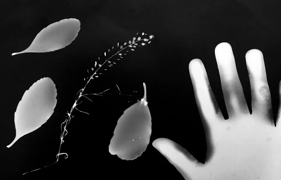 An example of a photogram.
