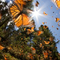 The unique life of butterflies