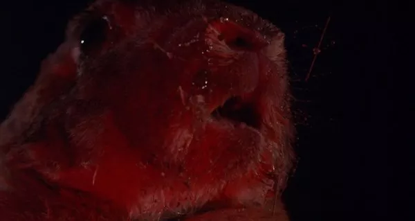 Night of the Lepus (Photo: Shout! Factory)