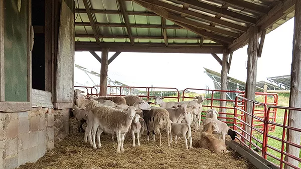 More sheep go 'bah." (Photo by Alison Leininger)