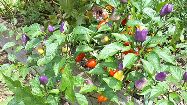 A multicolored pepper plant. (Photo by Alison Leininger)