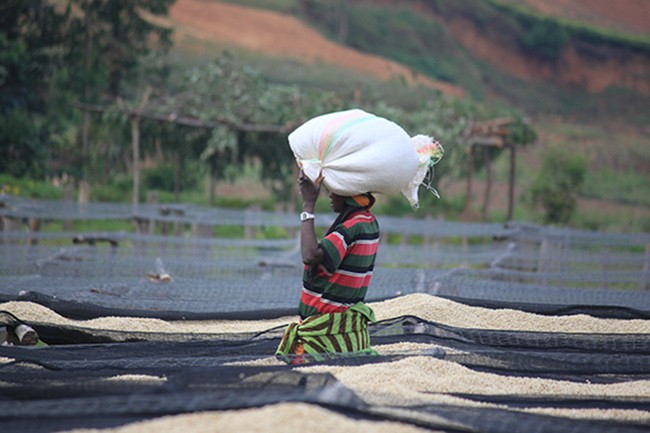 Coffee drying on raised beds in Burundi. (Courtesy of Counter Culture Coffee)