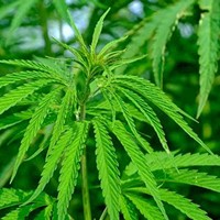 4 Reasons To Vape CBD Hemp Flower