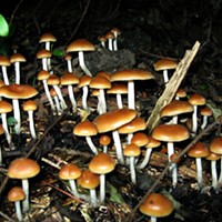 Using Psychedelics to treat depression and axiety